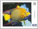 Queen Angelfish (Holacanthus ciliaris)