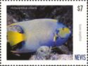 Queen Angelfish