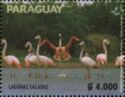 Salted Lagoons, Chilean Flamingo (Phoenicopterus chilensis)