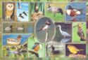 Wild Birds