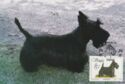 Scottish Terrier (Canis lupus familiaris)