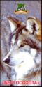 "Belgosohota". Wolf