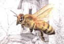Apis mellifera