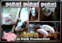 Iowa. Pig farming