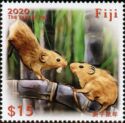 Year of the Rat 2020 - Polynesian rat (Rattus exulans)