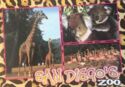 San Diego. San Diego Zoo