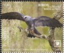 Mississippi Kite (Ictinia mississippiensis)