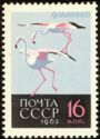 Greater Flamingo (Phoenicopterus roseus)