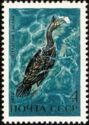 European Shag (Gulosus aristotelis)
