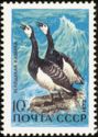 Barnacle Goose (Branta leucopsis)
