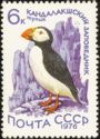 Atlantic Puffin (Fratercula arctica)