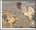 Tawny Eagle (Aquila rapax)