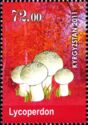 Mushrooms - Lycoperdon