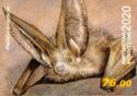 Grey Long-Eared Bat (Plecotus austriacus)