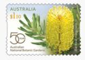 Silver Banksia (Banksia marginata)