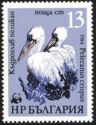Dalmatian Pelican (Pelecanus crispus)