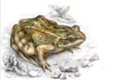 Common Frog