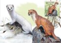 Least Weasel (Mustela nivalis)
