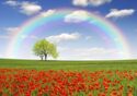 Rainbow over the poppy field