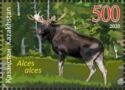 Moose (Alces alces)