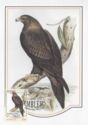 Wedge-tailed Eagle (Aquila audax)