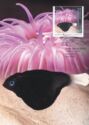 Plunderfish and Antarctic Pink Anemone