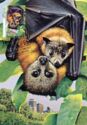 Grey-headed Flying Fox (Pteropus poliocephalus)