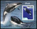 Killer Whale (Orcinus orca)