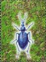 Carabus caucasicus