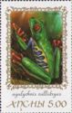Red-eyed tree frog (Agalychnis callidryas)
