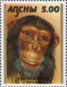 Chimpanzee (Pan troglodytes)