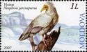 Egyptian Vulture (Neophron percnopterus)