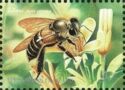 Asiatic Honey Bee (Apis cerana)