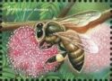 Giant Honeybee (Apis dorsata)