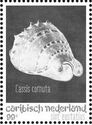 Horned Helmet (Cassis cornuta)