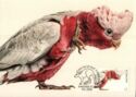 Galah (Eolophus roseicapilla)