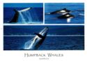 Humpback Whale (Megaptera novaeangliae)