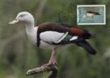 Radjah Shelduck (Tadorna radjah)