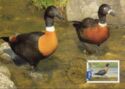 Australian Shelduck (Tadorna tadornoides)