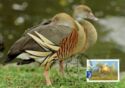 Plumed Whistling Duck (Dendrocygna eytoni)