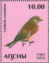 Common linnet (Linaria cannabina)