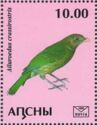 Green catbird (Ailuroedus crassirostris)