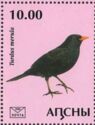 Blackbird (Turdus merula)