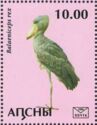 Shoebill (Balaeniceps rex)