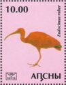 Scarlet ibis (Eudocimus ruber)