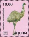Emu (Dromaius novaehollandiae)