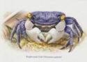 Bright-eyed Crab (Chiromantes garfunkel)