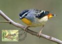 Spotted Pardalote (Pardalotus punctatus)