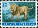 Indian Lion (Panthera leo persica)