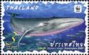 Bryde's Whale (Balaenoptera edeni)